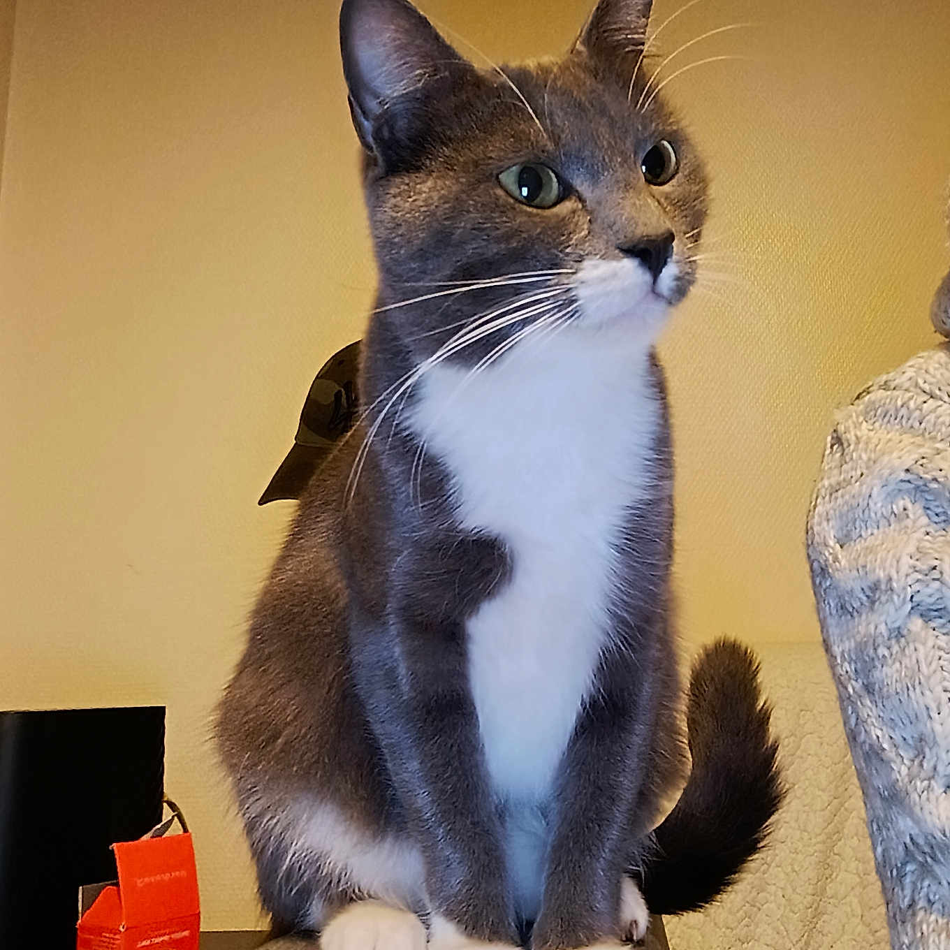 Aphrodite participe au concours pour gagner de l'argent avec cette photo : cat, couch, cozy, curious, domestic_animal, ears, feline, furniture, gray_cat, indoor, knitted_sweater, orange_box, pet, sitting, table, tail, wall, whiskers, white_chest, white_paws