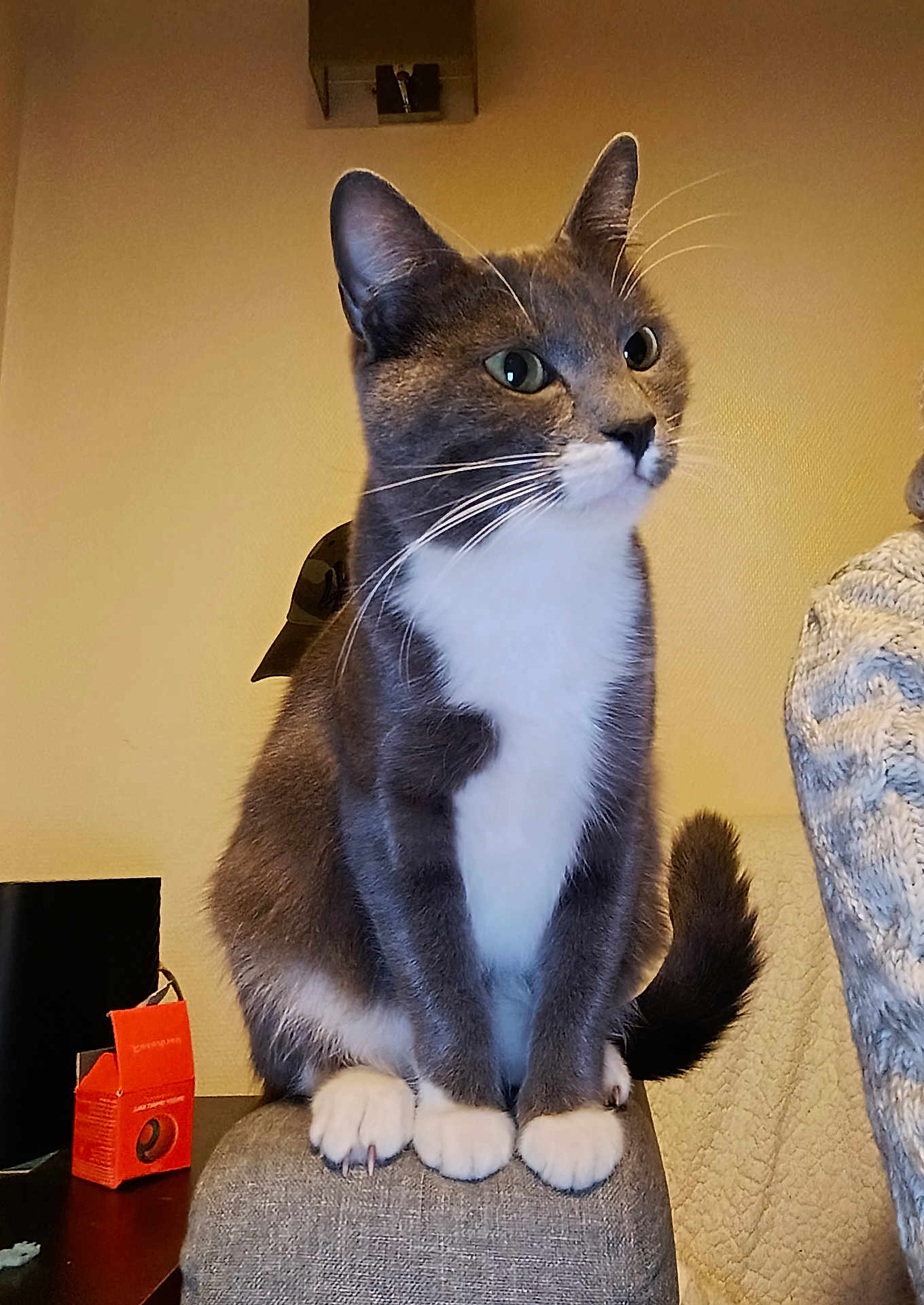 Aphrodite participe au concours pour gagner de l'argent avec cette photo : cat, couch, cozy, curious, domestic_animal, ears, feline, furniture, gray_cat, indoor, knitted_sweater, orange_box, pet, sitting, table, tail, wall, whiskers, white_chest, white_paws