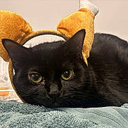 Yuna joined the competition — help win amazing prizes! black_cat, cat, pet, animal, headband, costume, towel, indoor, closeup, feline, resting, cute, curious, soft_texture, green_eyes, whiskers, fur, playful, domestic_cat, portrait