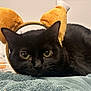 black_cat, cat, pet, animal, headband, costume, towel, indoor, closeup, feline, resting, cute, curious, soft_texture, green_eyes, whiskers, fur, playful, domestic_cat, portrait