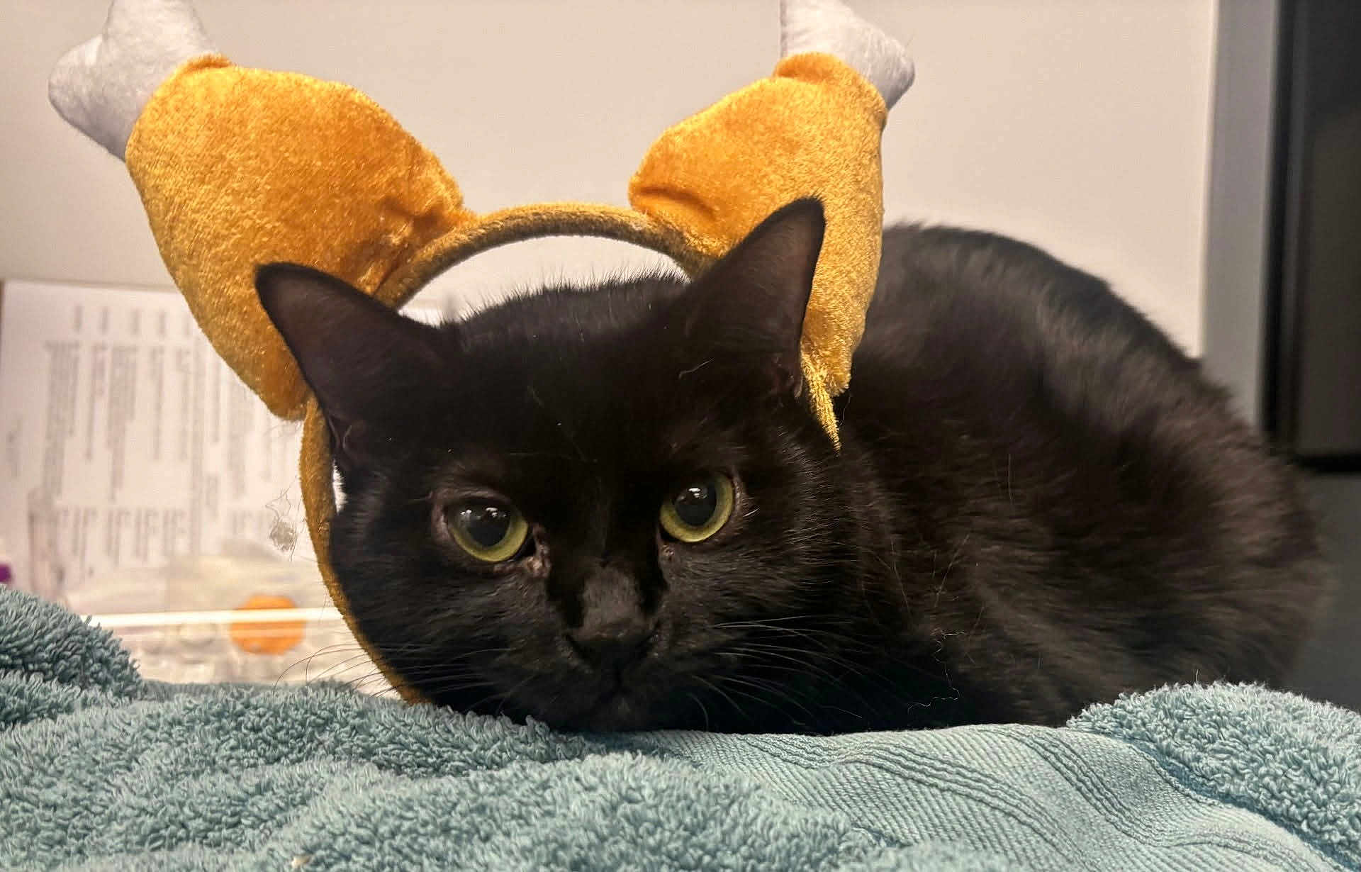 Yuna joined the competition — help win amazing prizes! black_cat, cat, pet, animal, headband, costume, towel, indoor, closeup, feline, resting, cute, curious, soft_texture, green_eyes, whiskers, fur, playful, domestic_cat, portrait