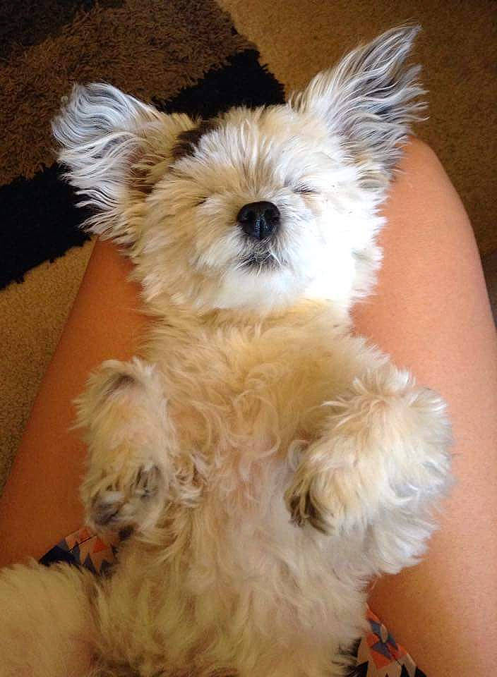 Peeta is registered to the contest to win money with this photo: bolognese, bolonka, canidae, carnivore, companion_dog, dog, dog_breed, havanese, maltepoo, maltese, mammal, morkie, puppy, rare_breed_dog, schnoodle, shih_tzu, terrier, toy_dog, vertebrate, west_highland_white_terrier