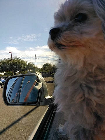 Peeta is registered to the contest to win money with this photo: canidae, car, carnivore, companion_dog, dog, dog_breed, dutch_smoushond, havanese, maltese, mammal, morkie, non_sporting_group, puppy, sapsali, schnoodle, sporting_lucas_terrier, terrier, tibetan_terrier, toy_dog, vehicle