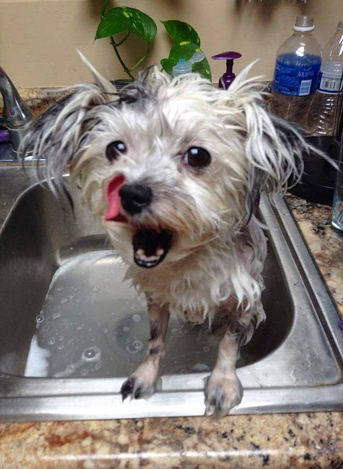 Peeta joined the competition — help win amazing prizes! cairn_terrier, canidae, carnivore, companion_dog, dog, dog_breed, dutch_smoushond, glen_of_imaal_terrier, maltese, mammal, morkie, puppy, schnoodle, small_terrier, snout, sporting_lucas_terrier, terrier, toy_dog, vertebrate, west_highland_white_terrier