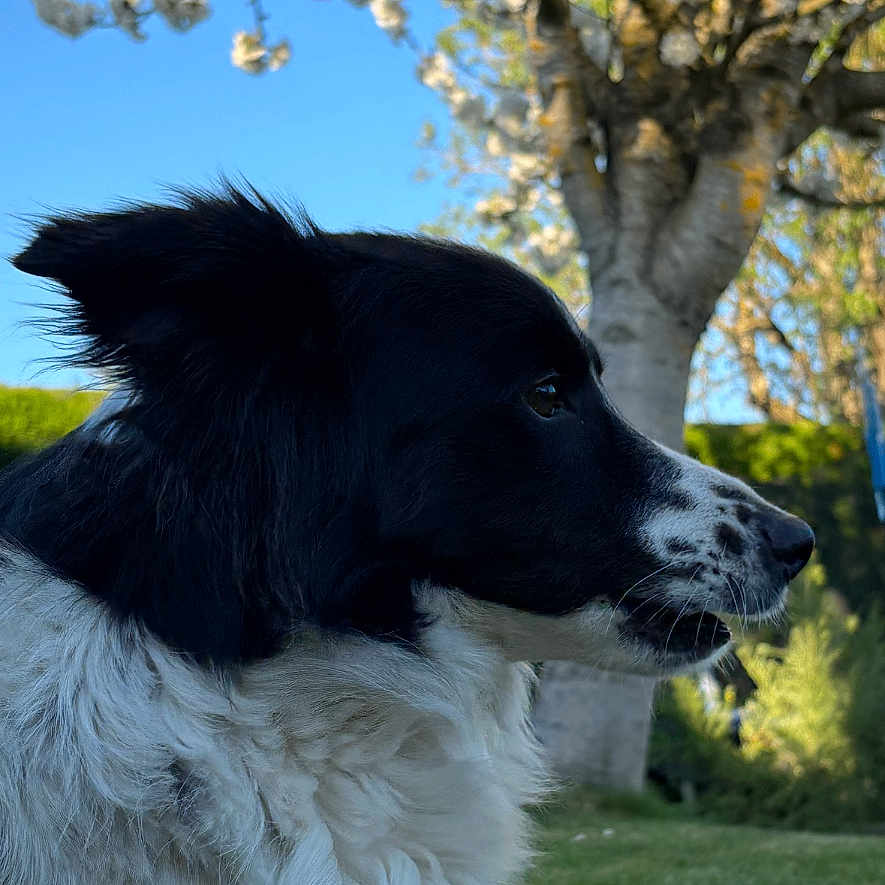 Saly participe au concours pour gagner de l'argent avec cette photo : animal, black_and_white, blossom, blue_sky, border_collie, canine, daylight, dog, flowering_tree, fur, grass, nature, outdoor, peaceful, pet, profile, relaxing, side_view, spring, tree