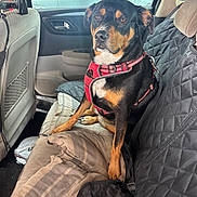 Bella a rejoint le concours — aidez-le/la à gagner de superbes lots ! alert, animal, black_dog, blanket, canine, car_interior, car_seat, companion, dog, door, indoor, leash, pet, red_harness, resting, seat_cover, tan_dog, transportation, vehicle, window