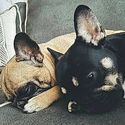 Chanel a rejoint le concours — aidez-le/la à gagner de superbes lots ! dog, french_bulldog, sleeping, couch, pet, animal, indoors, resting, cute, ears, close_up, companion, snuggling, paw, home, relaxation, domestic, friendship, furry, cozy