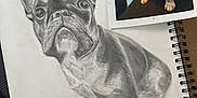 Chanel participe au concours pour gagner de l'argent avec cette photo : dog, french_bulldog, sketch, drawing, art, photograph, paper, pencil, portrait, pet, animal, black_and_white, realistic, reference_photo, notebook, spiral_binding, detailed, shading, cute, indoor