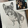 dog, french_bulldog, sketch, drawing, art, photograph, paper, pencil, portrait, pet, animal, black_and_white, realistic, reference_photo, notebook, spiral_binding, detailed, shading, cute, indoor