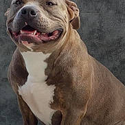 Rider participe au concours pour gagner de l'argent avec cette photo : animal, background, brown_coat, canine, companion, dog, domestic_animal, ears, face, friendly, happy, muscular, pet, portrait, short_hair, sitting, smiling, studio, teeth, white_chest