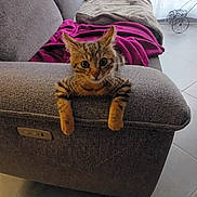 Ycare participe au concours pour gagner de l'argent avec cette photo : animal, blanket, brown, cat, couch, cozy, curious, dog, fur, furniture, gray, home, indoor, kitten, living_room, pet, resting, small_dog, tile_floor, wide_eyes