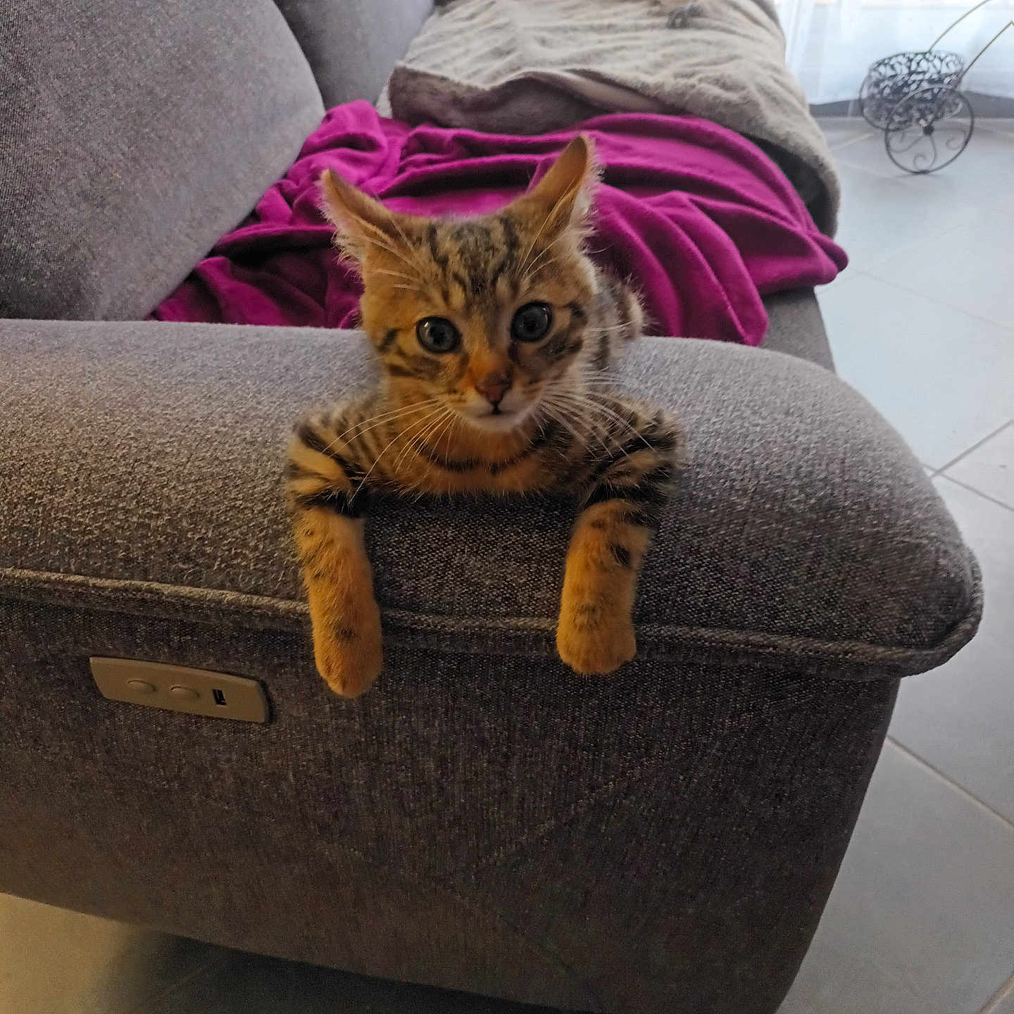 Ycare participe au concours pour gagner de l'argent avec cette photo : animal, blanket, brown, cat, couch, cozy, curious, dog, fur, furniture, gray, home, indoor, kitten, living_room, pet, resting, small_dog, tile_floor, wide_eyes