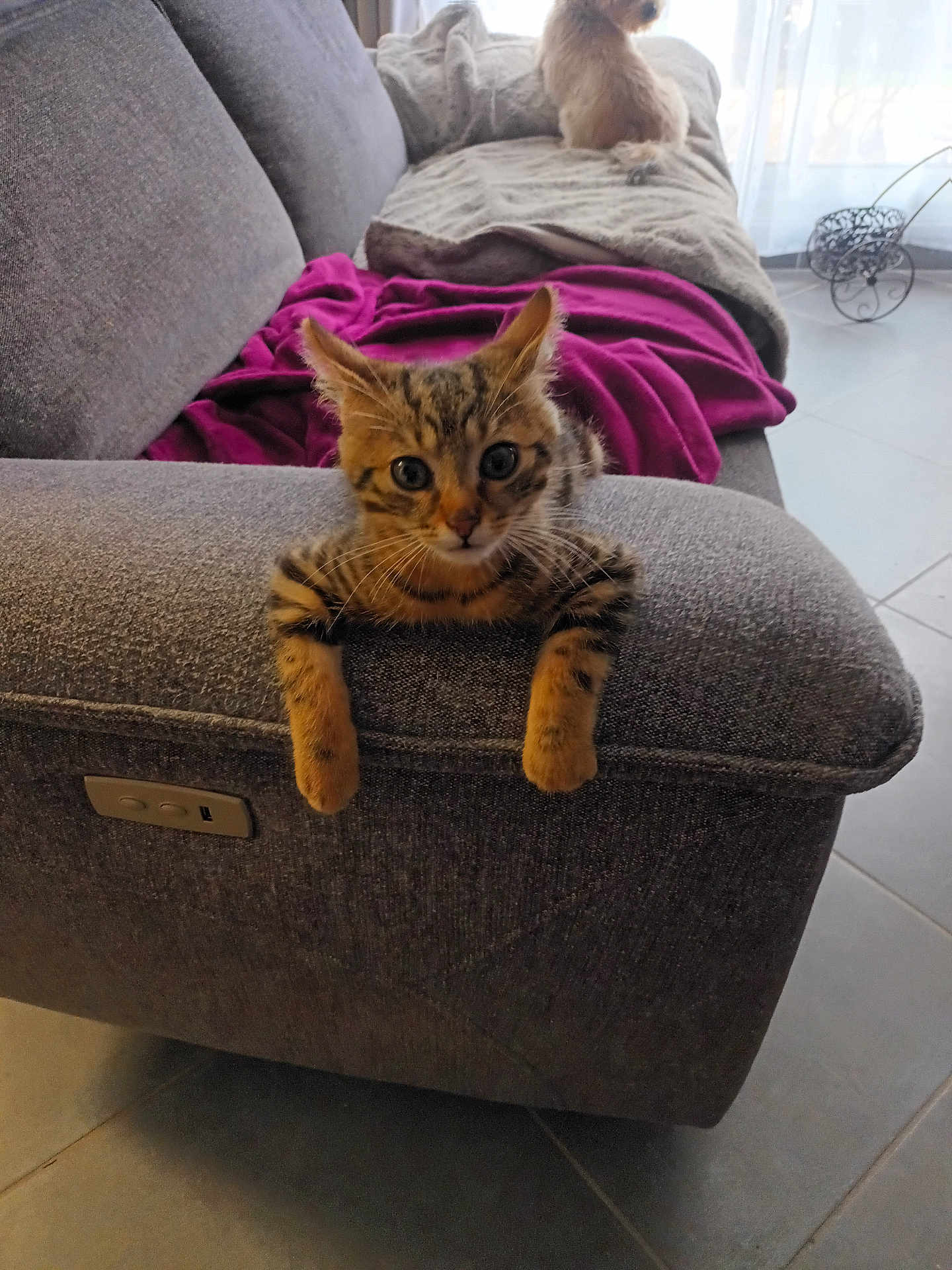 Ycare participe au concours pour gagner de l'argent avec cette photo : animal, blanket, brown, cat, couch, cozy, curious, dog, fur, furniture, gray, home, indoor, kitten, living_room, pet, resting, small_dog, tile_floor, wide_eyes