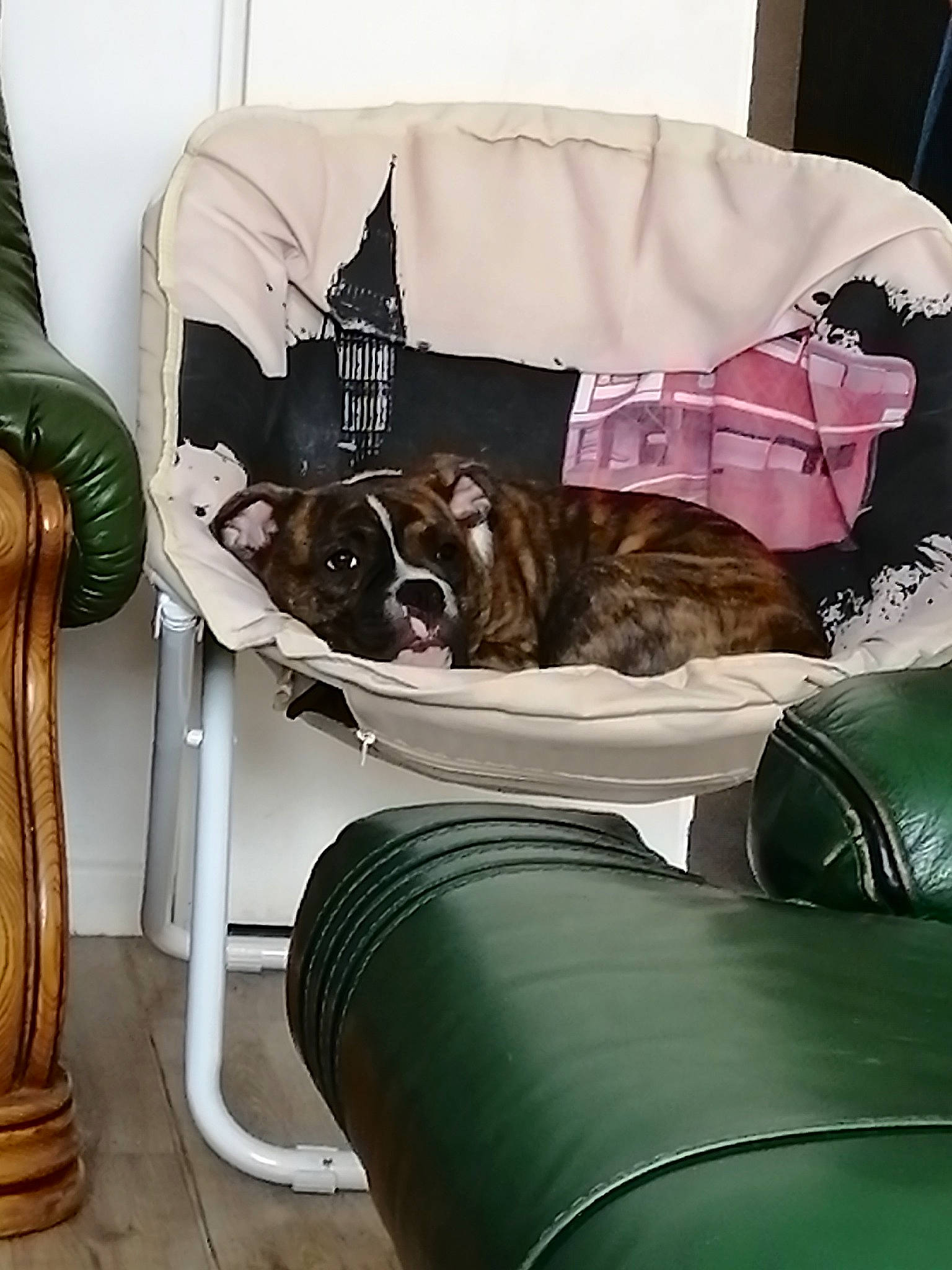 Hurko participe au concours pour gagner de l'argent avec cette photo : boston_terrier, canidae, carnivore, cavalier_king_charles_spaniel, chair, comfort, companion_dog, dog, dog_breed, french_bulldog, furniture, non_sporting_group, puppy, sporting_group