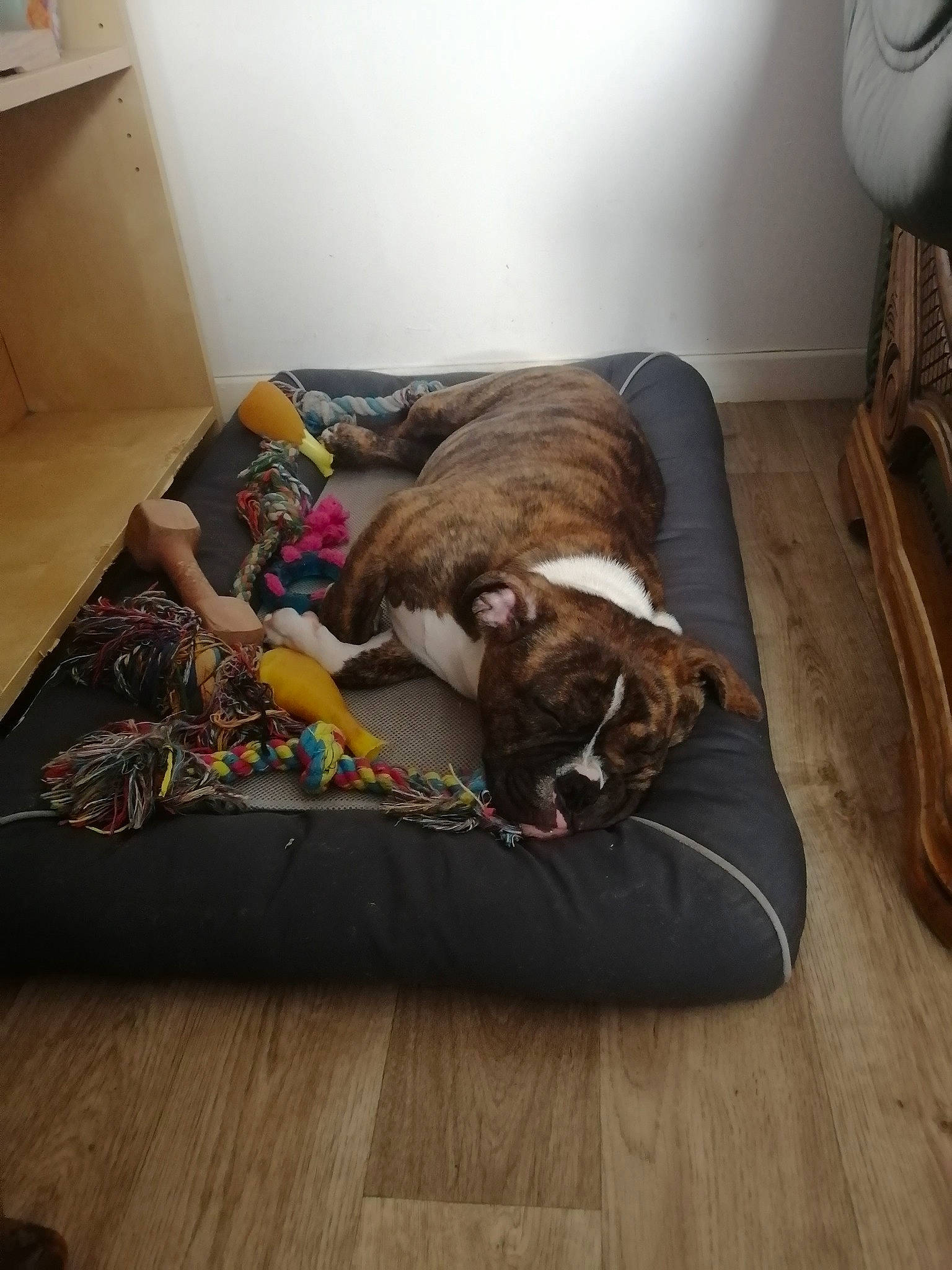 Hurko a rejoint le concours — aidez-le/la à gagner de superbes lots ! boxer, canidae, carnivore, cat, comfort, companion_dog, couch, dog, dog_breed, fawn, floor, flooring, hardwood, nap, play, puppy, sleep