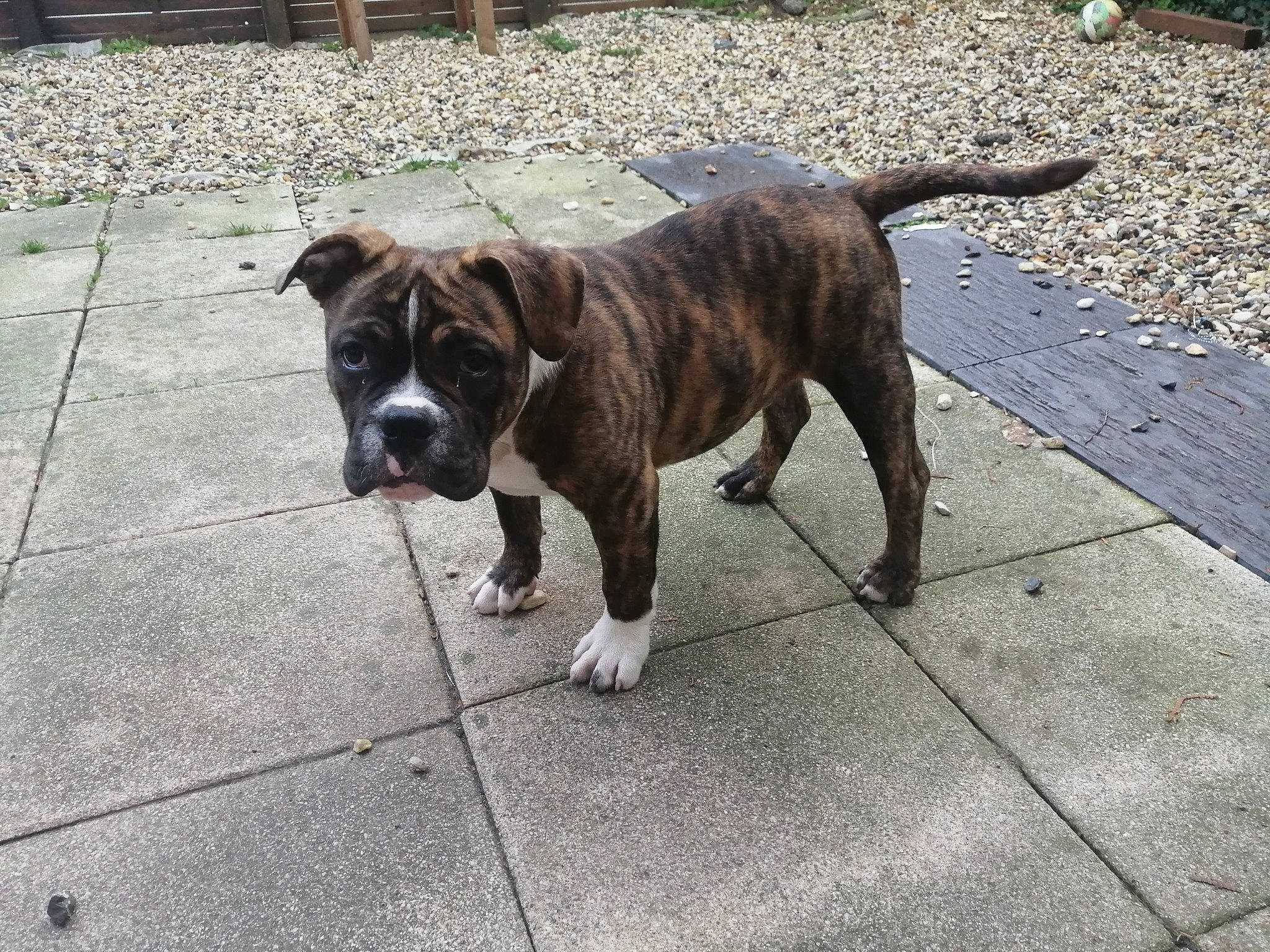 Hurko a rejoint le concours — aidez-le/la à gagner de superbes lots ! american_bulldog, american_pit_bull_terrier, american_staffordshire_terrier, bulldog, canidae, carnivore, companion_dog, dog, dog_breed, dorset_olde_tyme_bulldogge, fawn, mammal, molosser, non_sporting_group, rare_breed_dog, snout, sporting_group, staffordshire_bull_terrier, valley_bulldog, vertebrate