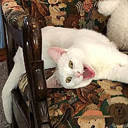 Winnie is registered to the contest to win money with this photo: white_cat, cat, chair, upholstery, teddy_bear_pattern, animal, pet, feline, indoor, resting, yawning, wooden_armrest, fabric, colorful, patterned_fabric, cute, domestic_cat, yellow_eyes, tongue_out, relaxed
