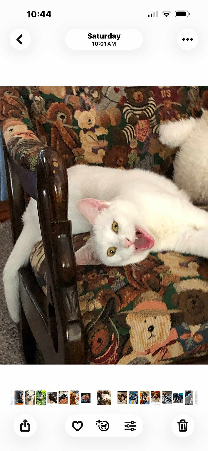 Winnie is registered to the contest to win money with this photo: white_cat, cat, chair, upholstery, teddy_bear_pattern, animal, pet, feline, indoor, resting, yawning, wooden_armrest, fabric, colorful, patterned_fabric, cute, domestic_cat, yellow_eyes, tongue_out, relaxed