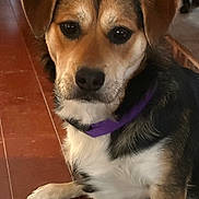 Luke is registered to the contest to win money with this photo: dog, pet, animal, collar, brown, black, white, fur, ears, face, portrait, indoor, floor, tile, paw, sitting, looking, calm, closeup, canine