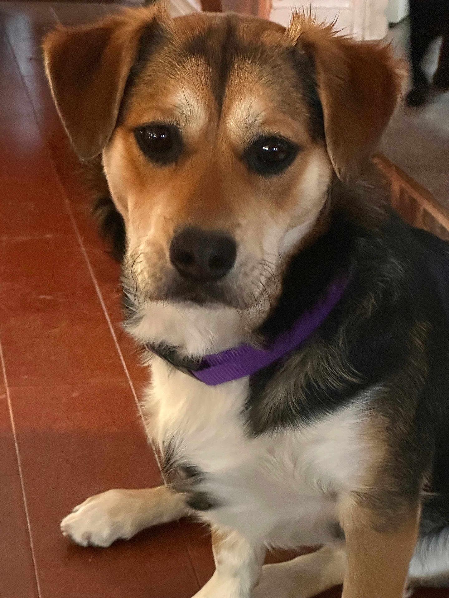 Luke is registered to the contest to win money with this photo: dog, pet, animal, collar, brown, black, white, fur, ears, face, portrait, indoor, floor, tile, paw, sitting, looking, calm, closeup, canine