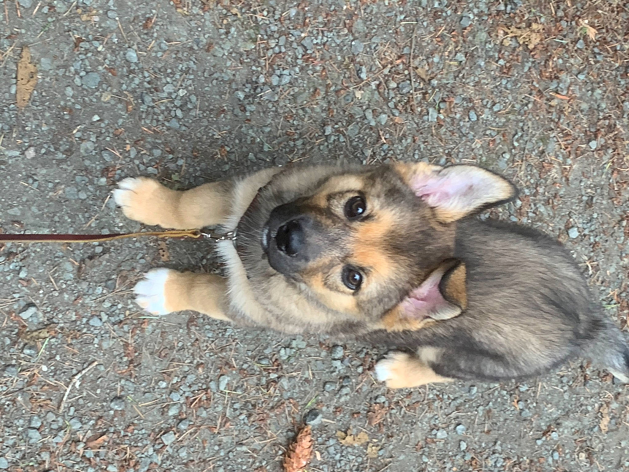 Ruby is registered to the contest to win money with this photo: canidae, carnivore, dog, dog_breed, fawn, german_shepherd_dog, mammal, puppy, snout, street_dog, vertebrate, working_dog