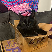 Orion is registered to the contest to win money with this photo: black_cat, blanket, box, cardboard_box, cat, colorful_tapestry, couch, cozy, domestic_animal, fedex_box, feline, fur, green_eyes, home, indoor, pet, relaxed, resting, table, whiskers
