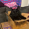 black_cat, blanket, box, cardboard_box, cat, colorful_tapestry, couch, cozy, domestic_animal, fedex_box, feline, fur, green_eyes, home, indoor, pet, relaxed, resting, table, whiskers
