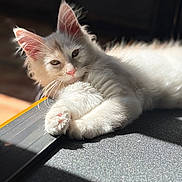 Aladdin participe au concours pour gagner de l'argent avec cette photo : cat, kitten, pet, white_fur, fluffy, pink_nose, paws, whiskers, ears, sunlight, sunbeam, indoor, close_up, portrait, relaxed, sleepy, soft_texture, shadow, floor, domestic