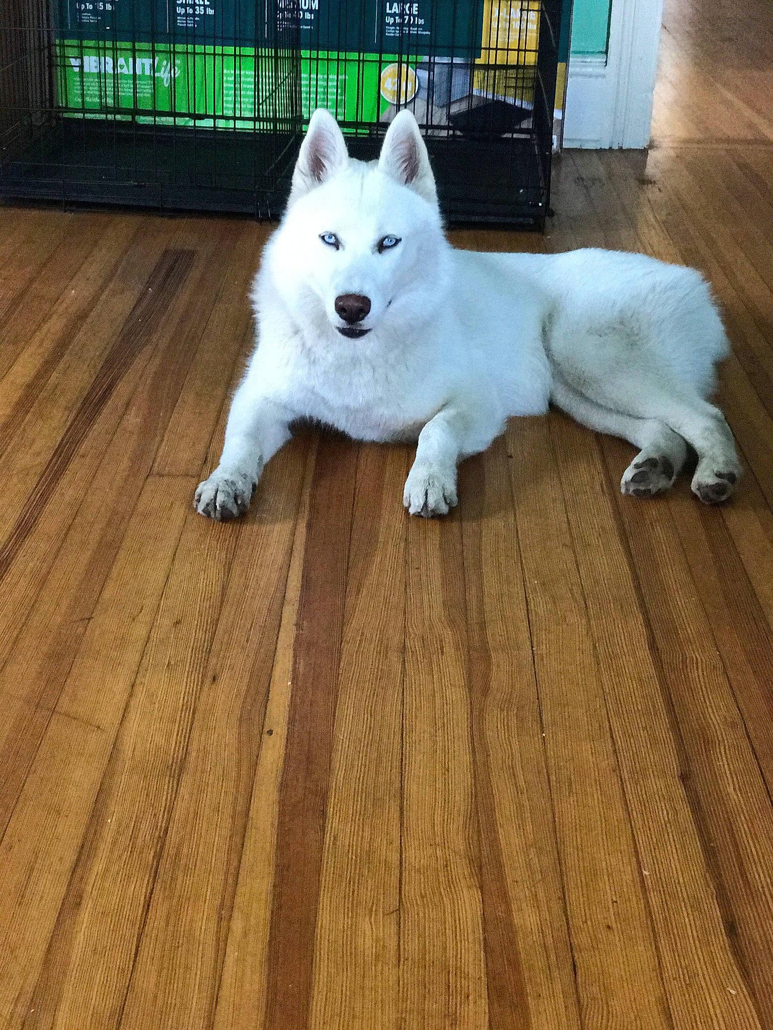 Luna joined the competition — help win amazing prizes! american_eskimo_dog, berger_blanc_suisse, canidae, carnivore, dog, dog_breed, floor, flooring, german_spitz_mittel, indian_spitz, japanese_spitz, kishu, korean_jindo_dog, mammal, norwegian_buhund, pungsan_dog, samoyed, vertebrate, white_shepherd, wood