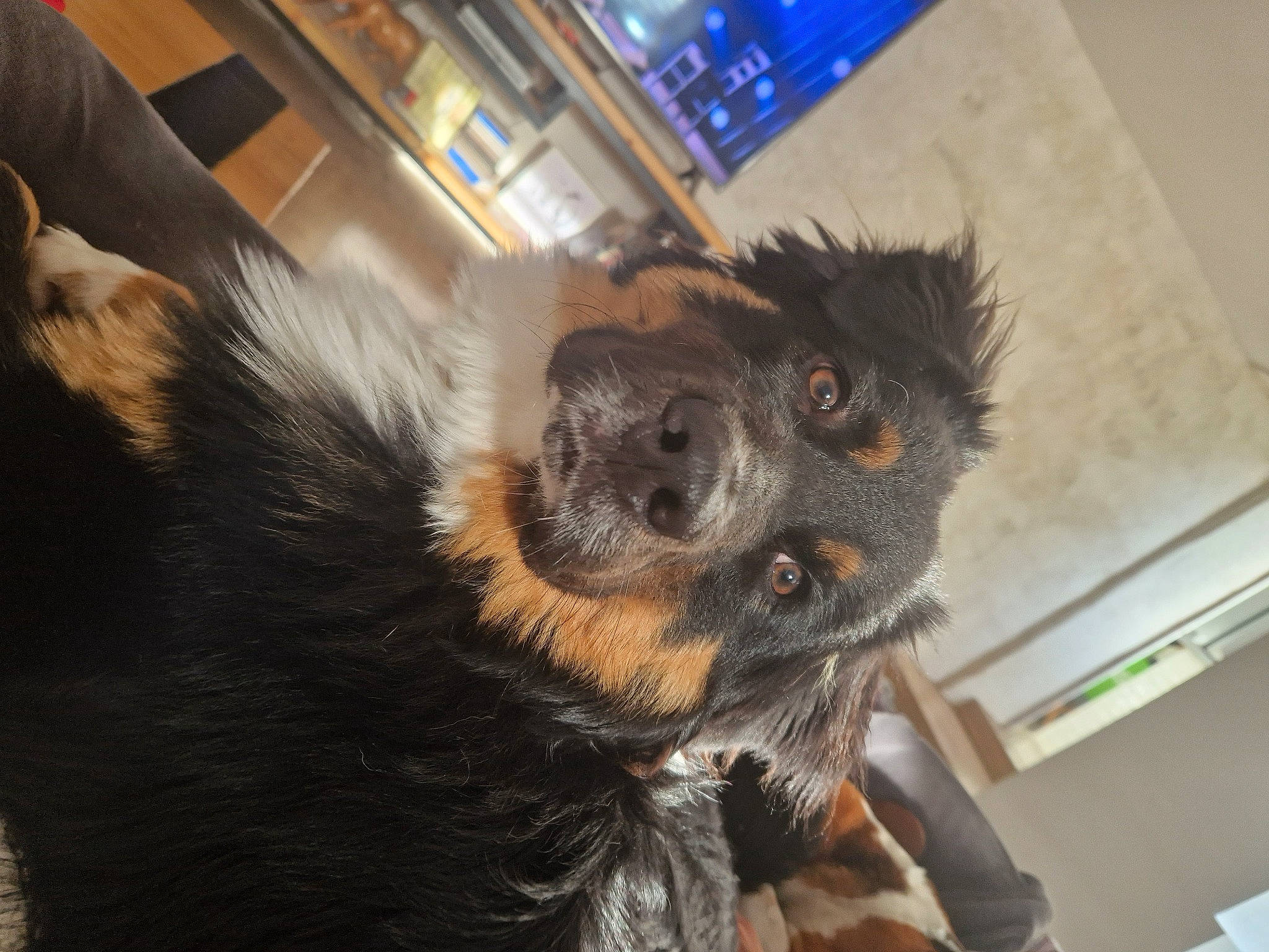 Arthur participe au concours pour gagner de l'argent avec cette photo : canidae, carnivore, claw, companion_dog, dog_breed, ear, foot, fur, paw, puppy, sporting_group, terrestrial_animal, whiskers, working_animal, working_dog