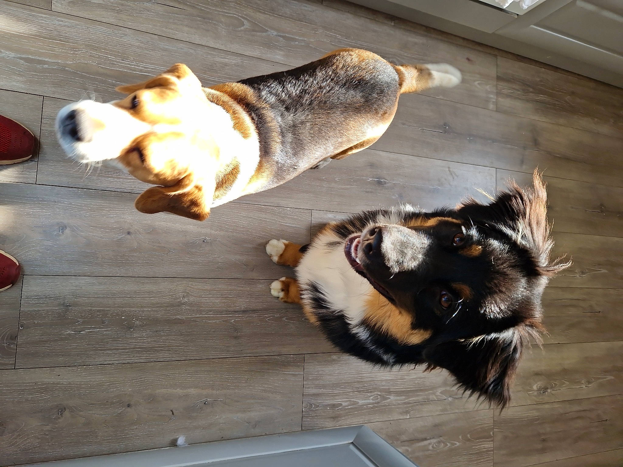 Arthur participe au concours pour gagner de l'argent avec cette photo : canidae, carnivore, claw, companion_dog, dog, dog_breed, fawn, felidae, flooring, fur, hardwood, paw, small_to_medium_sized_cats, snout, sporting_group, tail, terrestrial_animal, whiskers, wood, working_dog