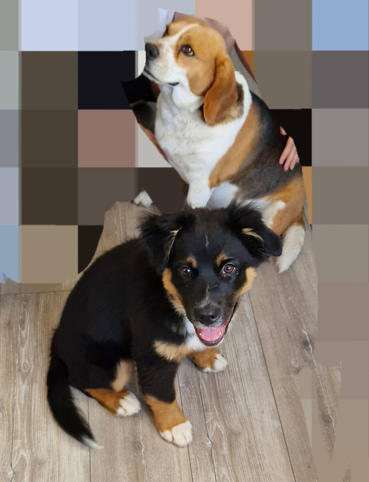 Arthur a rejoint le concours — aidez-le/la à gagner de superbes lots ! beaglier, canidae, carnivore, chair, comfort, companion_dog, dog, dog_breed, dog_supply, fur, mammal, paw, pet_supply, sharing, sitting, snout, sporting_group, tire_care, working_animal, working_dog