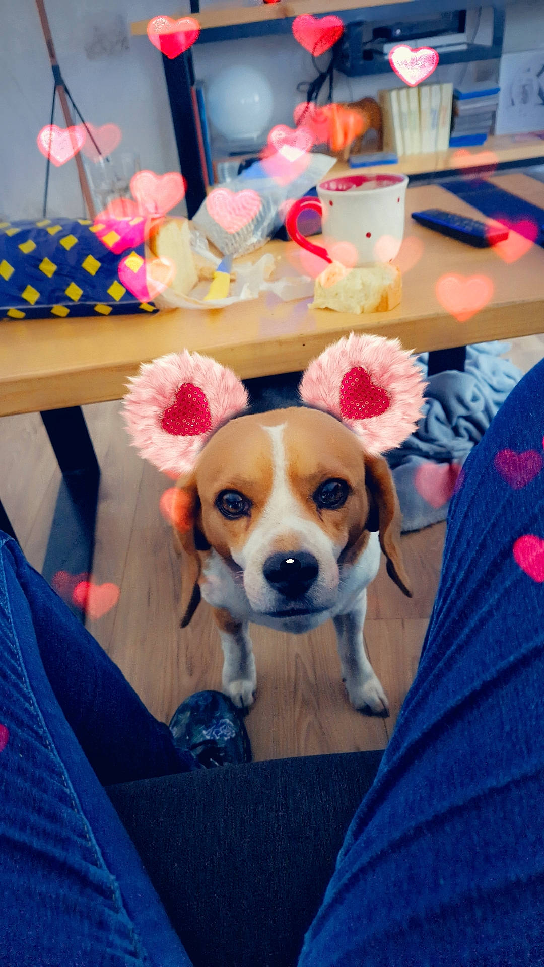 Gus a rejoint le concours — aidez-le/la à gagner de superbes lots ! canidae, carnivore, chair, collar, companion_dog, desk, dog, dog_breed, dog_supply, fawn, flooring, fur, hound, room, scent_hound, snout, sporting_group, table, toy_dog, working_animal