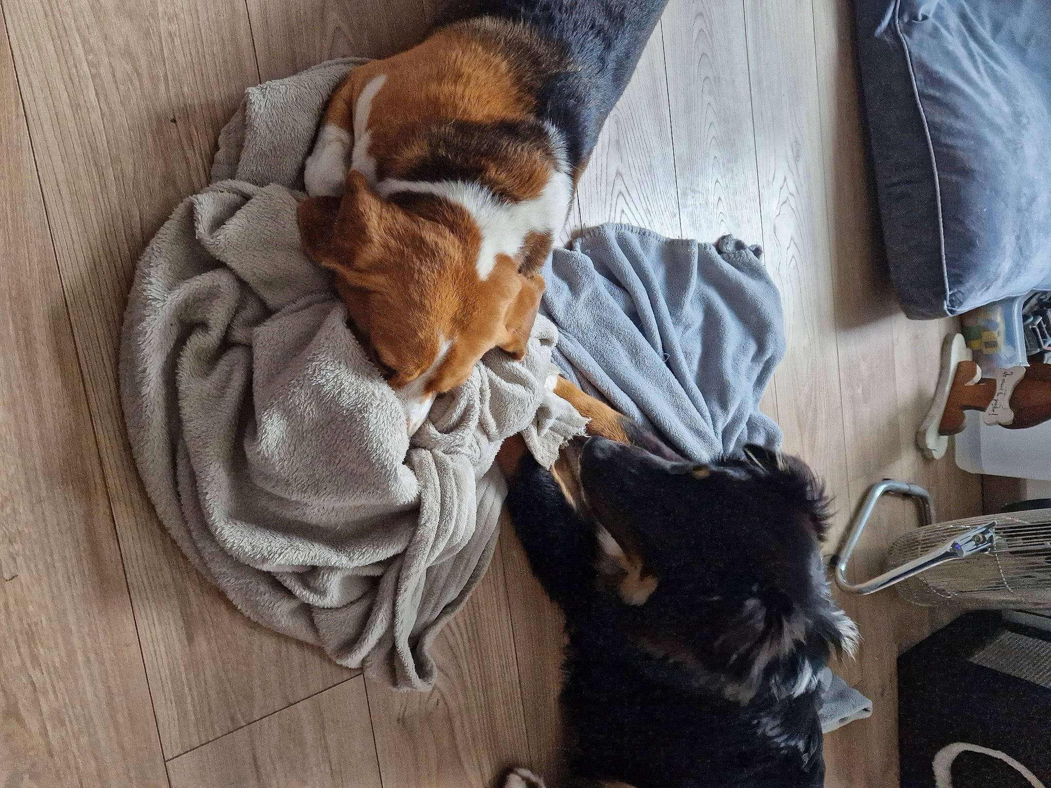 Gus participe au concours pour gagner de l'argent avec cette photo : canidae, carnivore, comfort, companion_dog, dog, dog_breed, fawn, felidae, flooring, hardwood, mammal, scent_hound, small_to_medium_sized_cats, snout, sporting_group, tail, vertebrate, whiskers, wood, working_animal