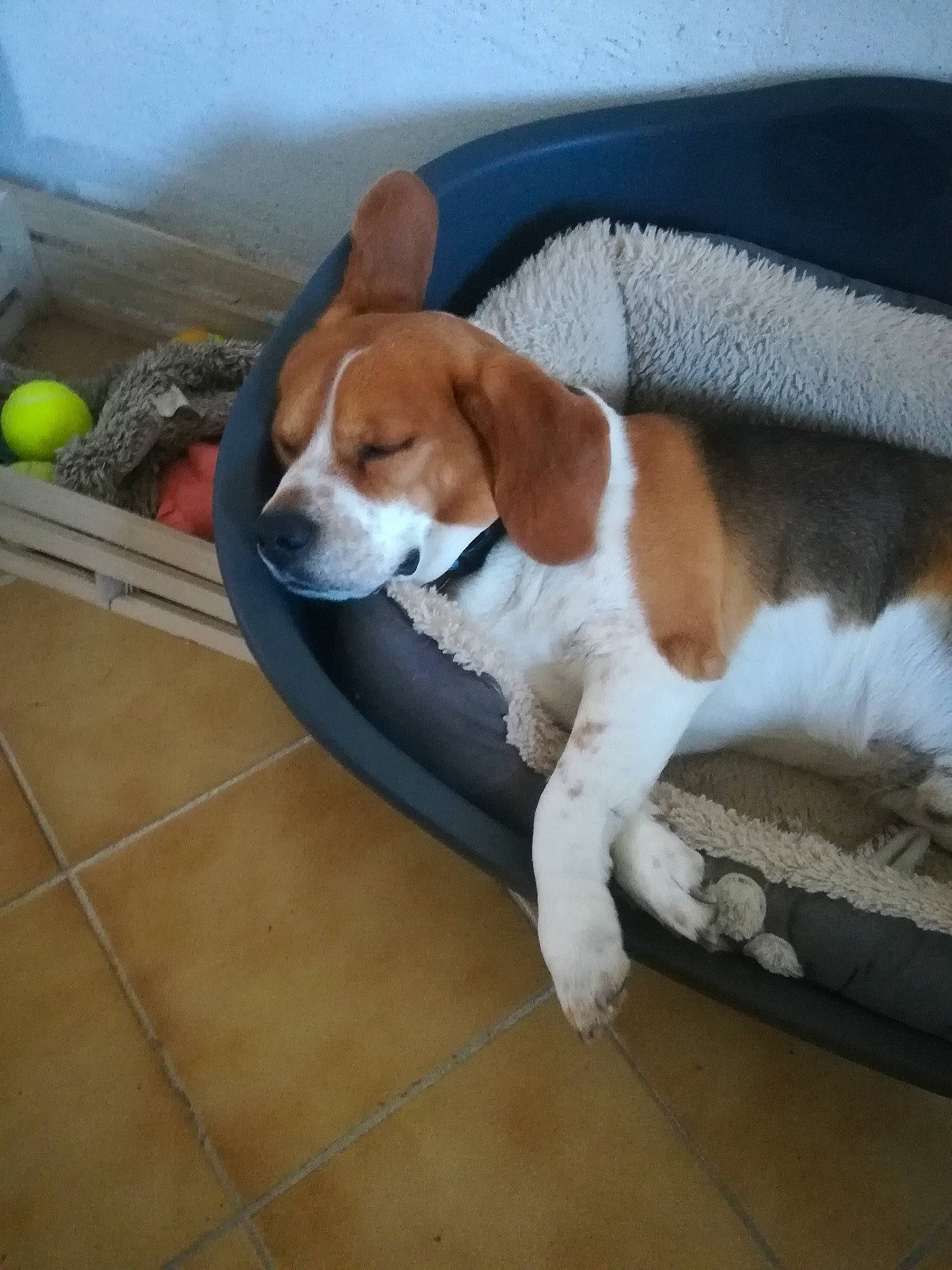 Gus a rejoint le concours — aidez-le/la à gagner de superbes lots ! american_foxhound, beagle, beagle_harrier, beaglier, canidae, carnivore, companion_dog, dog, dog_breed, english_foxhound, estonian_hound, finnish_hound, grand_anglo_francais_tricolore, harrier, mammal, pocket_beagle, serbian_tricolour_hound, snout, treeing_walker_coonhound, vertebrate