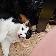 Wade a rejoint le concours — aidez-le/la à gagner de superbes lots ! animal, black_and_white_cat, canine, cat, close_together, companion, cute, dog, domestic_animals, feline, flooring, indoor, large_dog, lying_down, pet, relaxed, resting, surprised_expression, table_leg, wooden_floor