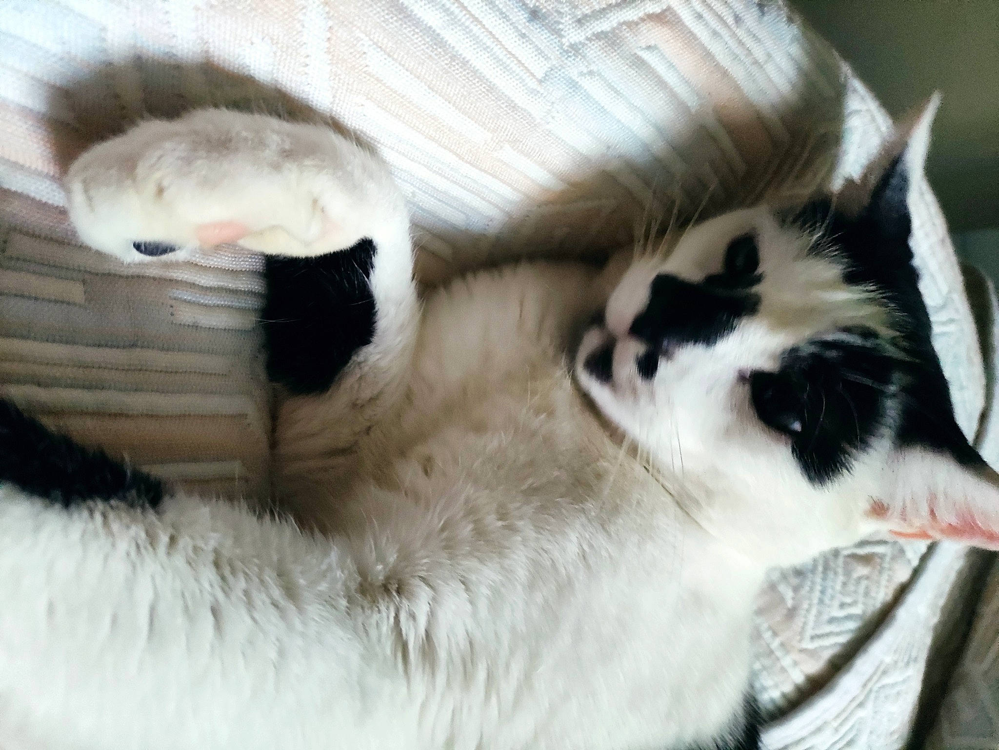 Merlin participe au concours pour gagner de l'argent avec cette photo : carnivore, cat, claw, comfort, companion_dog, dog_breed, domestic_short_haired_cat, eye, fawn, felidae, fur, head, nap, paw, sleep, small_to_medium_sized_cats, snout, tail, terrestrial_animal, whiskers