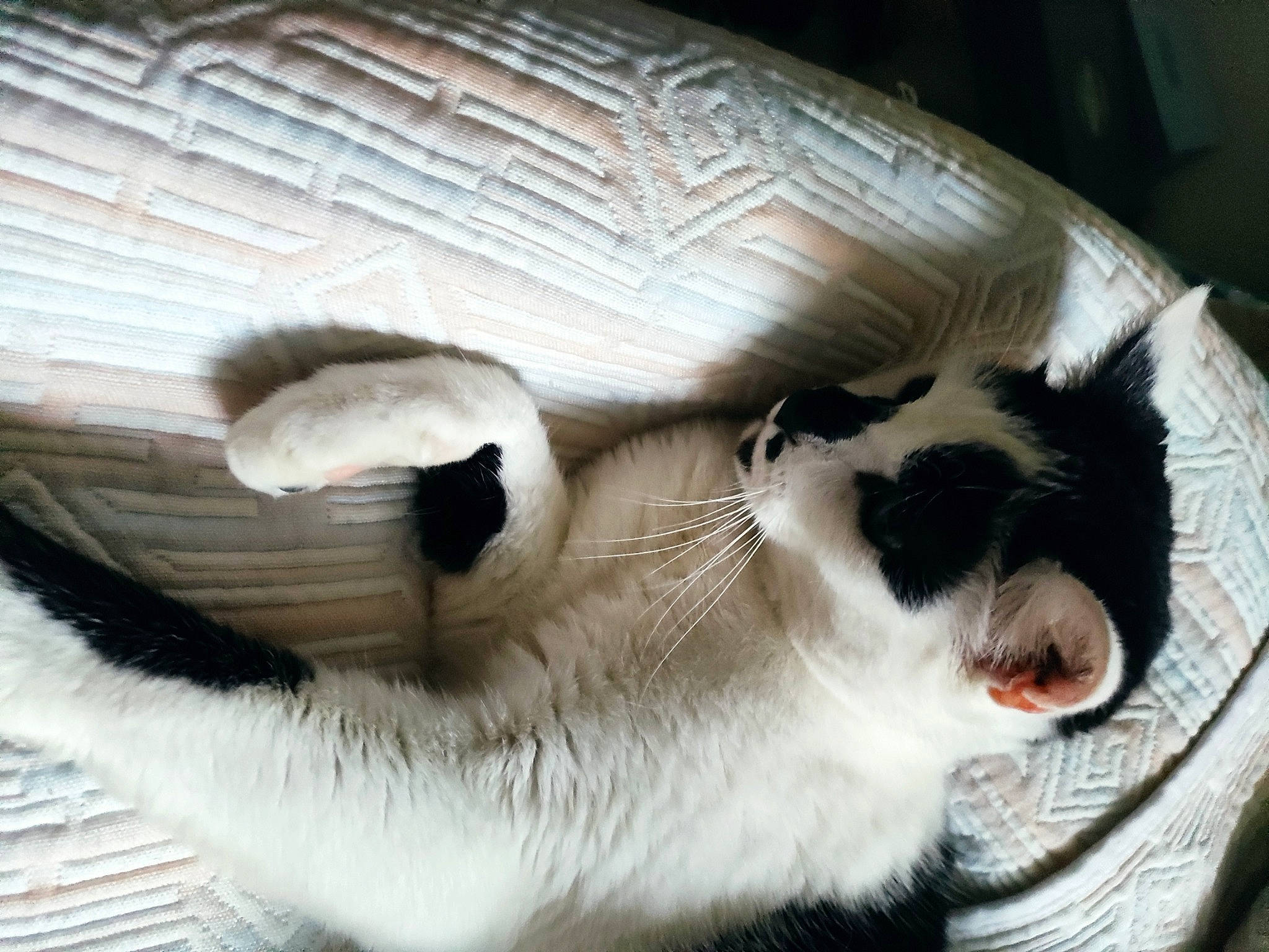 Merlin a rejoint le concours — aidez-le/la à gagner de superbes lots ! balinese, carnivore, cat, cat_furniture, cat_supply, comfort, companion_dog, dog_breed, domestic_short_haired_cat, fawn, felidae, fur, paw, pet_supply, small_to_medium_sized_cats, snout, tail, terrestrial_animal, whiskers, wood