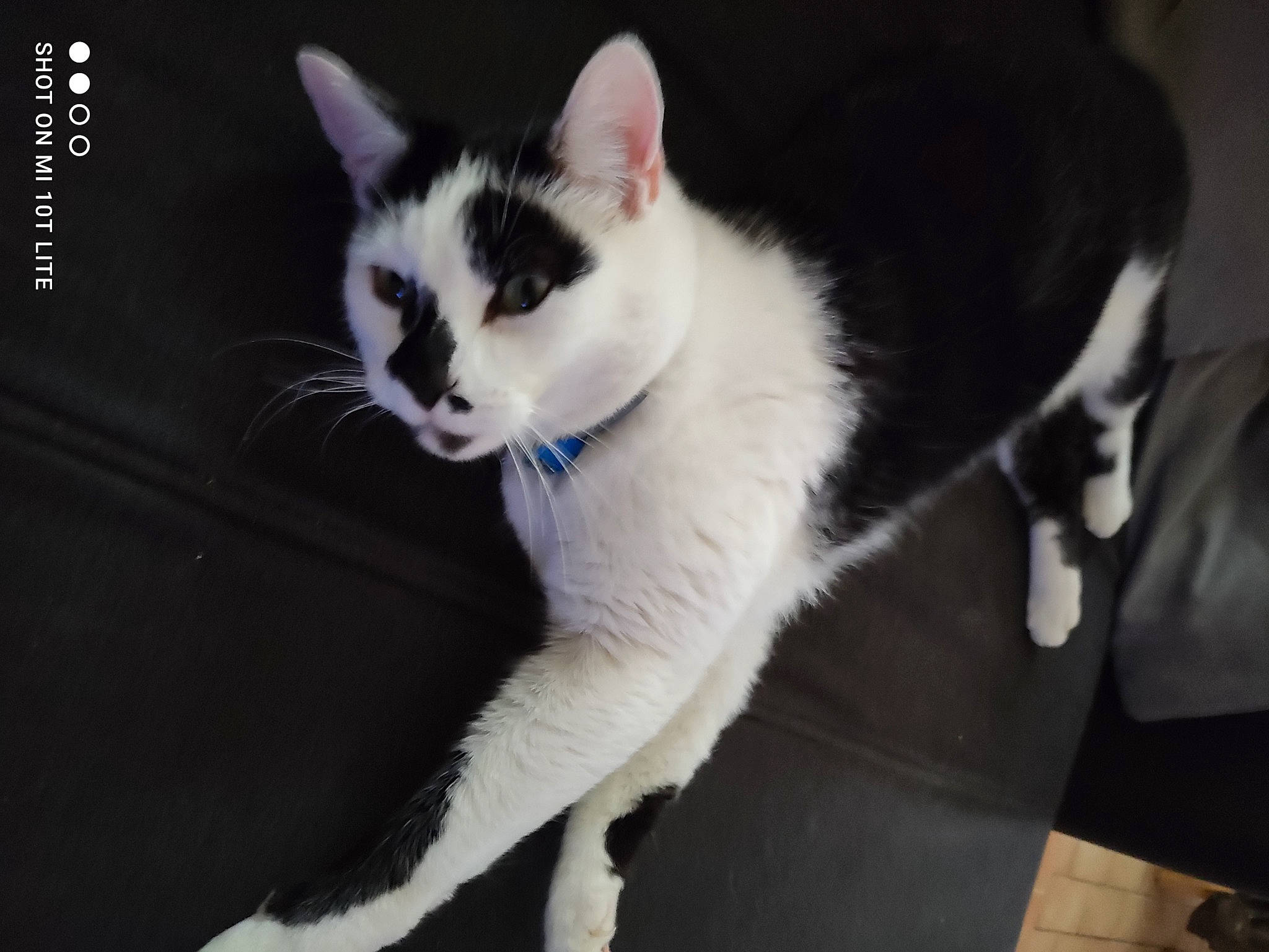 Merlin a rejoint le concours — aidez-le/la à gagner de superbes lots ! carnivore, cat, domestic_short_haired_cat, felidae, fur, monochrome_photography, paw, sitting, small_to_medium_sized_cats, snout, tail, whiskers