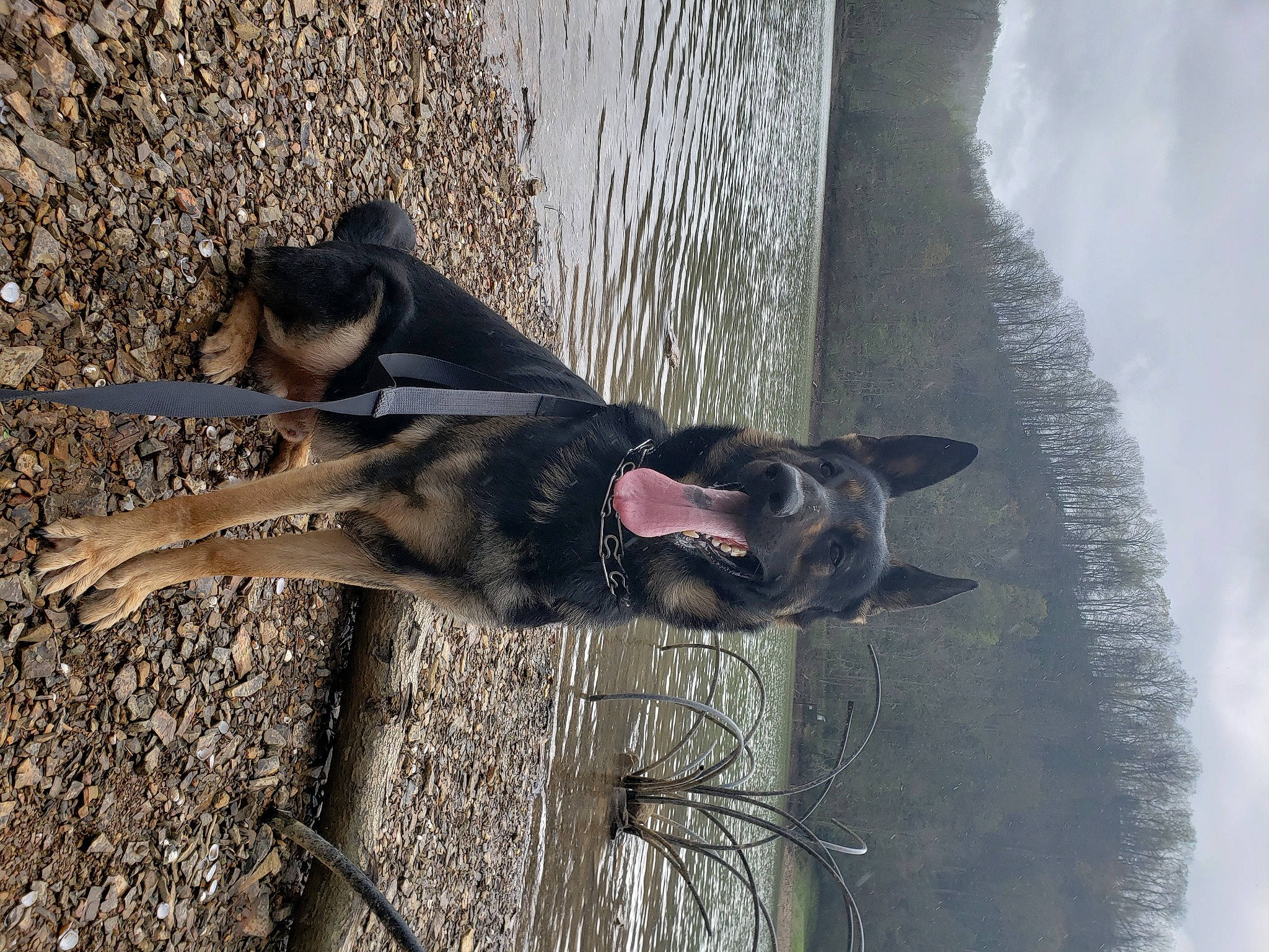 Leroy is registered to the contest to win money with this photo: adventure, canidae, carnivore, dog, dog_breed, fawn, fur, plant, recreation, snout, soil, sporting_group, sunglasses, tail, tree, water, wildlife, wood, working_animal, working_dog