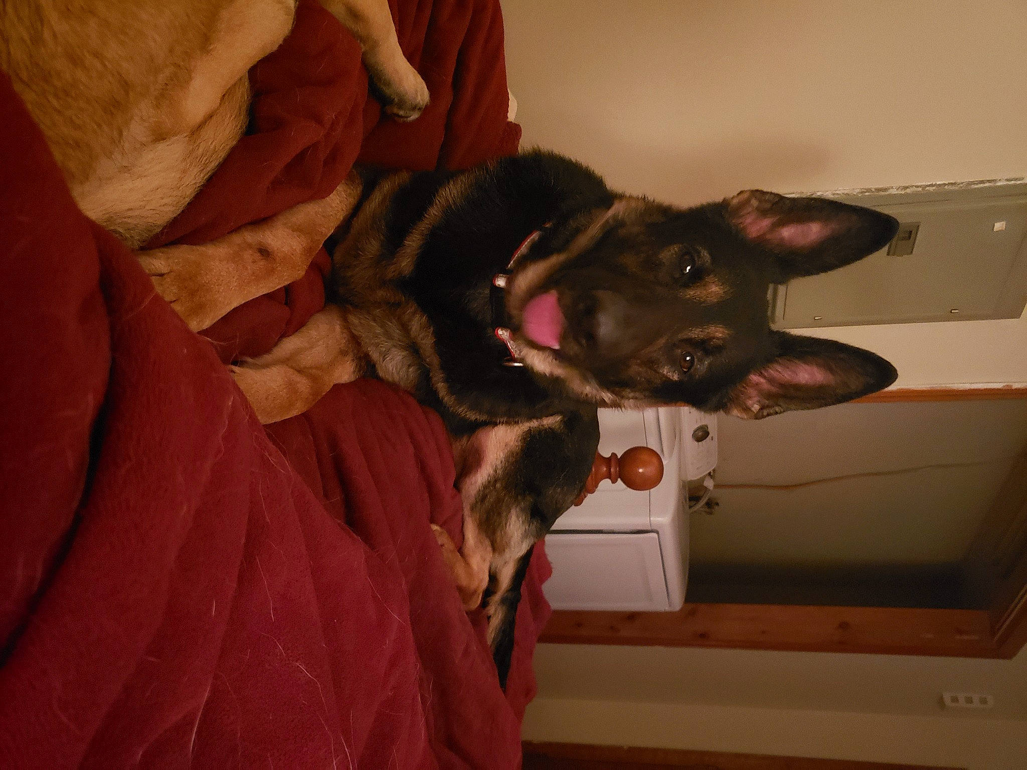 Leroy is registered to the contest to win money with this photo: canidae, carnivore, collar, comfort, companion_dog, dog, dog_breed, ear, fawn, felidae, fur, gesture, jaw, liver, non_sporting_group, small_to_medium_sized_cats, snout, sporting_group, whiskers, working_animal