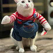 Boba joined the competition — help win amazing prizes! cat, white_cat, pet, animal, costume, clothing, striped_shirt, overalls, blue_clothing, red_clothing, white_fur, green_eyes, pink_nose, whiskers, standing, indoor, wooden_floor, blurred_background, portrait, funny