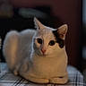 Boba joined the competition — help win amazing prizes! cat, feline, white_cat, gray_markings, pet, animal, portrait, close_up, sitting, indoors, blanket, plaid, bed, cozy, warm_lighting, dark_background, whiskers, ears, eyes, staring