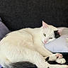 cat, feline, white_cat, black_markings, green_eyes, pink_nose, pink_paws, lying_down, lounging, relaxed, indoor, couch, pillow, soft_fur, long_tail, whiskers, pet, portrait, closeup, sleepy