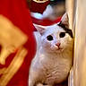 cat, white_cat, gray_markings, pet, feline, wide_eyes, portrait, close_up, indoor, holiday, christmas, red_background, warm_lighting, curious, sitting, hiding, doorway, cozy, bokeh, photography