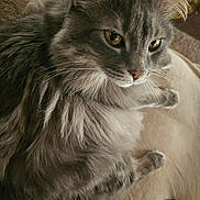 Koolieo is registered to the contest to win money with this photo: cat, long_hair, grey_cat, whiskers, close_up, portrait, pet, feline, paw, golden_eyes, ear, fluffy_fur, indoor, sofa, remote_control, cozy, relaxed, muzzle, nose, sleepy