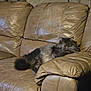 cat, sofa, leather, living_room, indoor, pet, furry, relaxed, lounging, cushion, armrest, tail, whiskers, sleepy, domestic, upholstery, brown, cozy, portrait, furniture