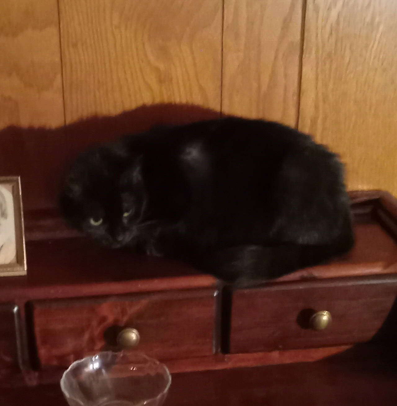 Lola joined the competition — help win amazing prizes! black_cat, carnivore, cat, cat_supply, chair, comfort, domestic_short_haired_cat, drinkware, felidae, fur, hardwood, small_to_medium_sized_cats, snout, table, tableware, tail, terrestrial_animal, whiskers, window, wood