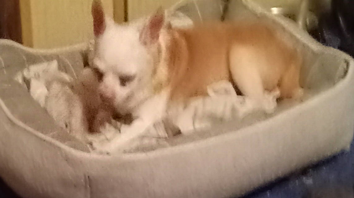 Hattie joined the competition — help win amazing prizes! canidae, carnivore, comfort, companion_dog, dog, dog_breed, fawn, felidae, fur, non_sporting_group, small_to_medium_sized_cats, snout, terrestrial_animal, toy_dog, whiskers, working_animal