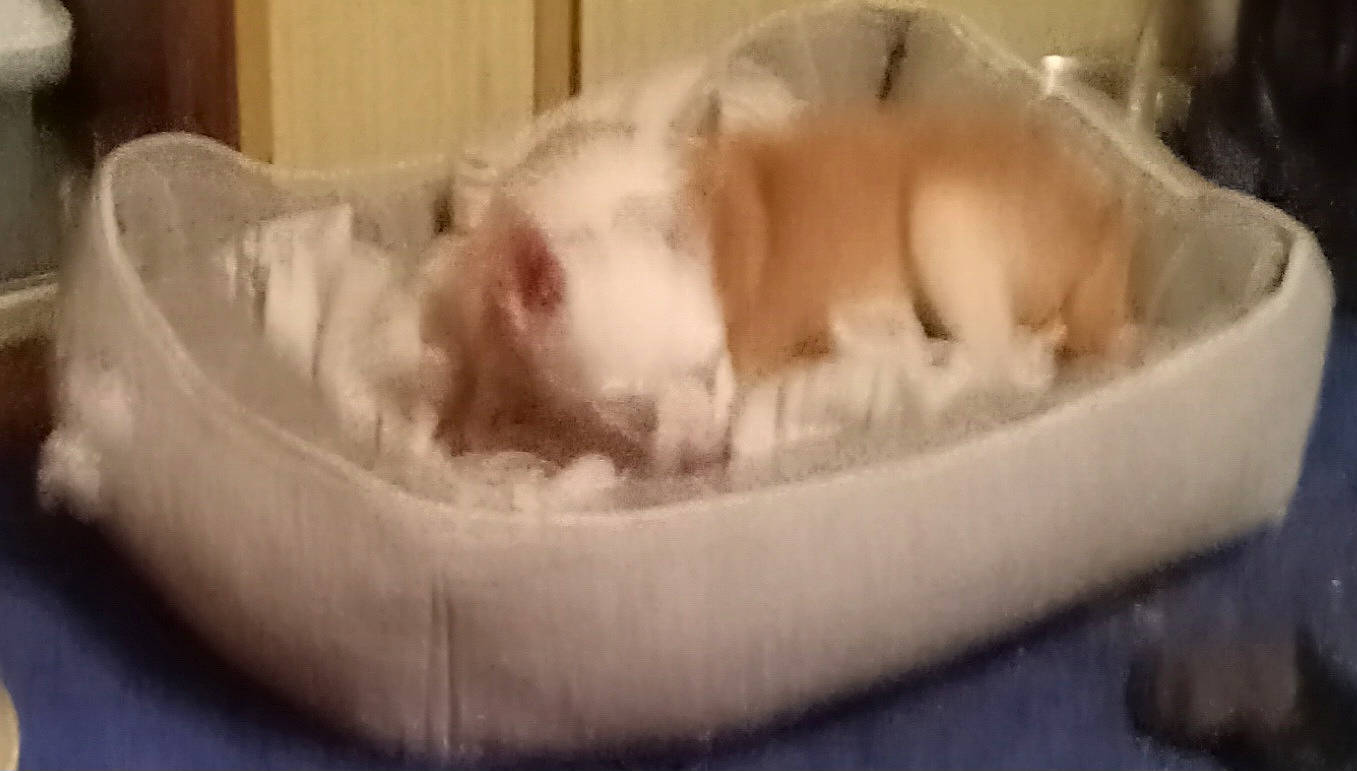 Hattie is registered to the contest to win money with this photo: canidae, carnivore, cat_supply, comfort, companion_dog, dog, dog_bed, dog_breed, fang, fawn, felidae, foot, fur, paw, pet_supply, small_to_medium_sized_cats, snout, sporting_group, terrestrial_animal, whiskers